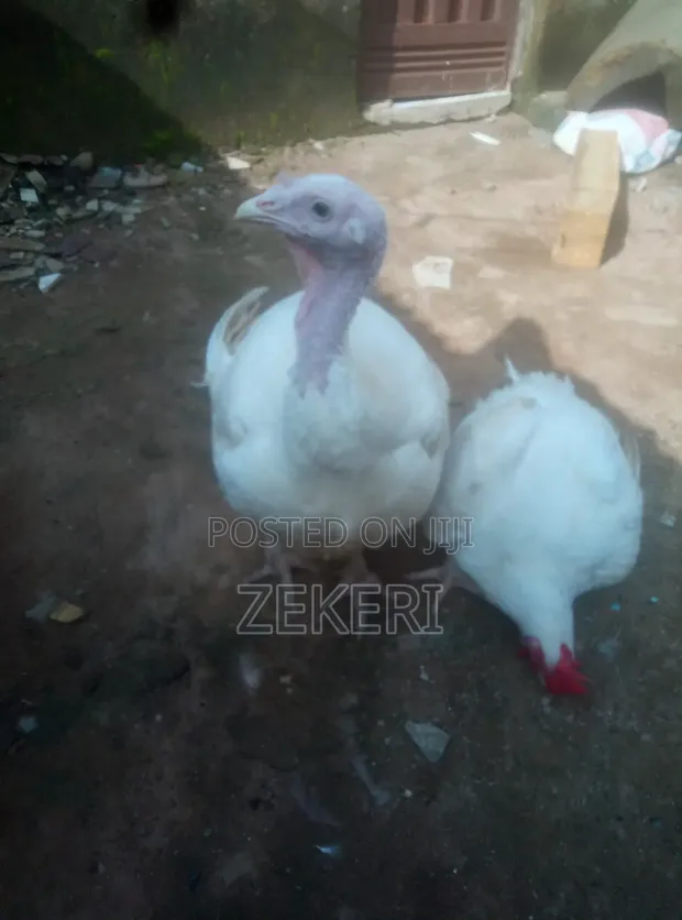 8-Month-Old Broad Breasted White Turkeys for Sale - 1