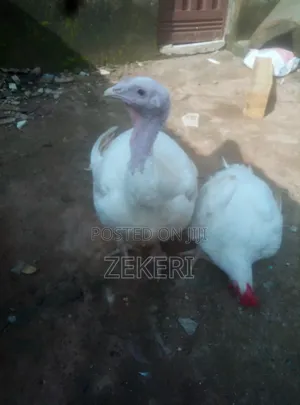 8-Month-Old Broad Breasted White Turkeys for Sale