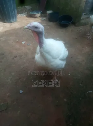 8-Month-Old Broad Breasted White Turkeys for Sale
