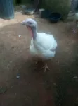 8-Month-Old Broad Breasted White Turkeys for Sale - 2