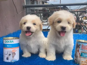 Male Purebred Lhasa Apso Puppy, 1-3 Months