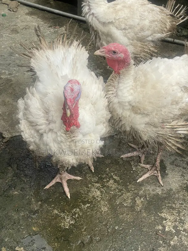 Foreign Turkey for Sale - Calabar - 1