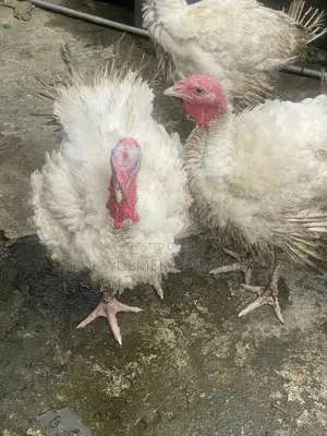 Foreign Turkey for Sale - Calabar