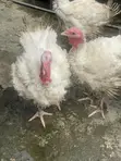 Dankali na Kasashen Waje don Sawa - Calabar - 1