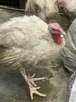 Dankali na Kasashen Waje don Sawa - Calabar - 2