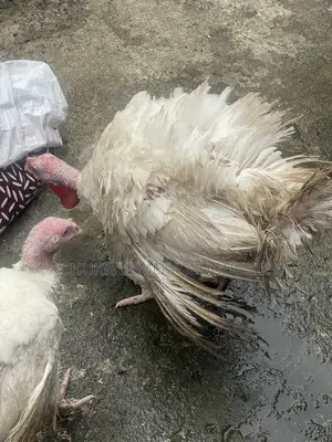 Dankali na Kasashen Waje don Sawa - Calabar