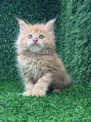 Purebred Maine Coon Kitten - 1-3 Months Old