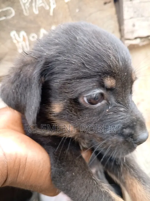 Purebred Rottweiler Puppies (1-3 Months) - Abuja - 1
