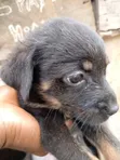 Zuriar Rottweiler Masu Tsarki (Wata 1-3) - Abuja - 1