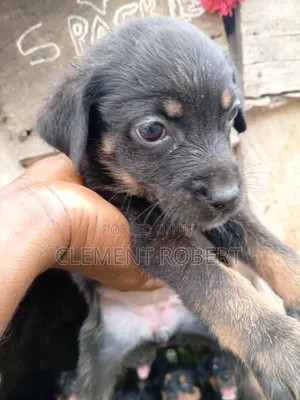 Zuriar Rottweiler Masu Tsarki (Wata 1-3) - Abuja