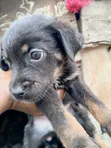 Zuriar Rottweiler Masu Tsarki (Wata 1-3) - Abuja - 3