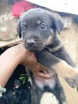 Zuriar Rottweiler Masu Tsarki (Wata 1-3) - Abuja - 4