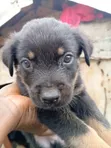 Zuriar Rottweiler Masu Tsarki (Wata 1-3) - Abuja - 5