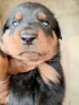 Rottweiler Gundali Namiji (Wata 0-1) - 1