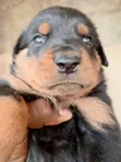 Rottweiler Gundali Namiji (Wata 0-1) - 2