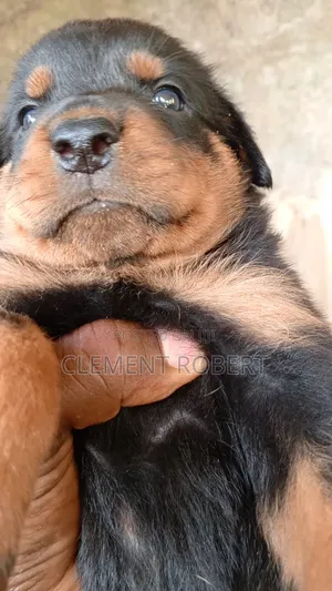Rottweiler Gundali Namiji (Wata 0-1)