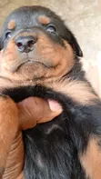 Rottweiler Gundali Namiji (Wata 0-1) - 3
