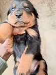 Rottweiler Gundali Namiji (Wata 0-1) - 4