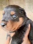 Rottweiler Gundali Namiji (Wata 0-1) - 5