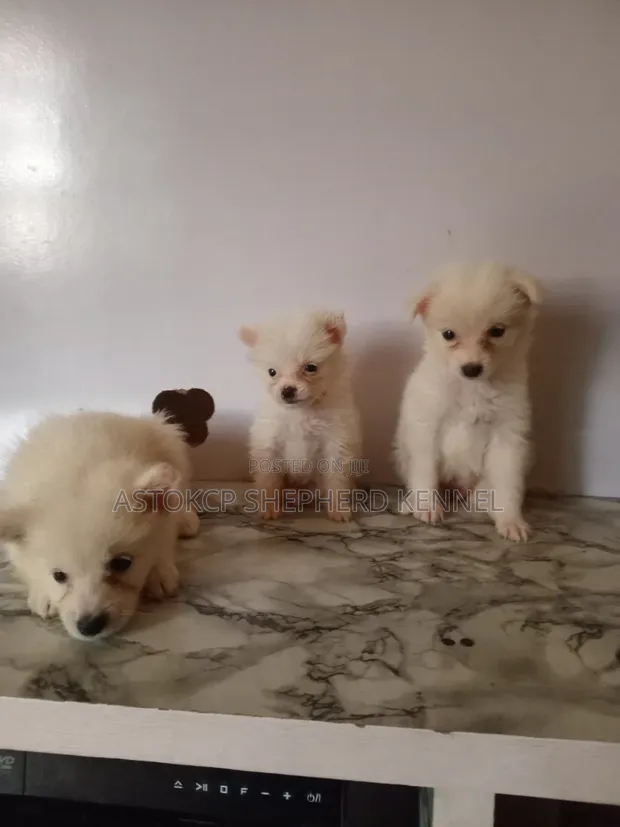Kare American Eskimo - Watan 1-3 - 1