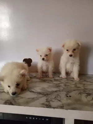 Kare American Eskimo - Watan 1-3