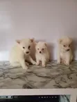 Kare American Eskimo - Watan 1-3 - 2