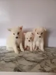 Kare American Eskimo - Watan 1-3 - 3