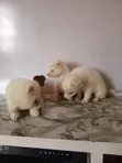 Kare American Eskimo - Watan 1-3 - 4