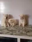 Kare American Eskimo - Watan 1-3 - 5