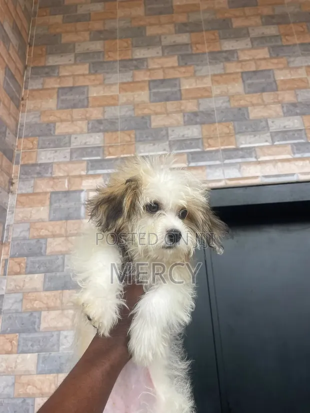 1-3 Month Female Purebred Lhasa Apso Puppy - 1