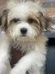 1-3 Month Female Purebred Lhasa Apso Puppy - 2