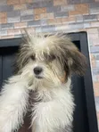 1-3 Month Female Purebred Lhasa Apso Puppy - 3