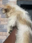 1-3 Month Female Purebred Lhasa Apso Puppy - 4