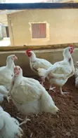 Day Old Chicks & Fully Grown Chickens for Sale - 1