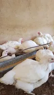 Day Old Chicks & Fully Grown Chickens for Sale - 3