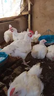 Day Old Chicks & Fully Grown Chickens for Sale - 4
