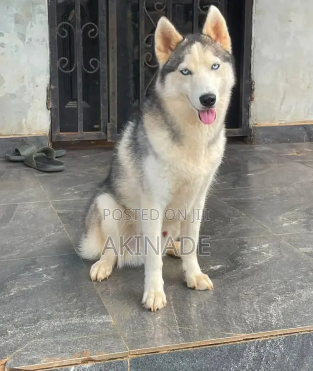 Dan Akuya na Siberian Husky, watanni 6-12, Namiji, Tsarkakken Zuri'a - 1