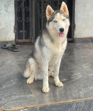 Siberian Husky Puppy, 6-12 Months, Male, Purebred