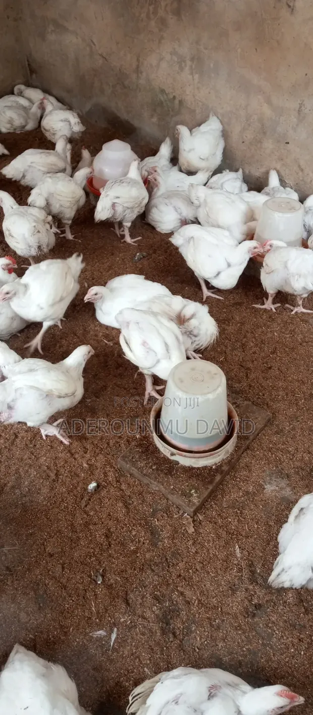 6 Weeks Old Broilers - 1