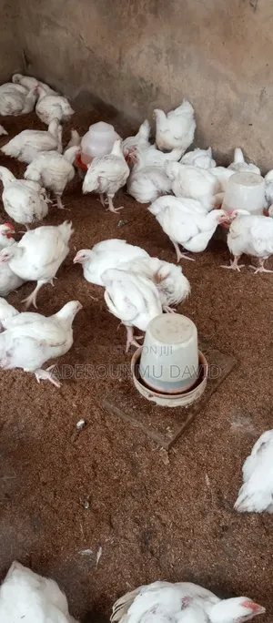 Broilers masu watanni 1.5