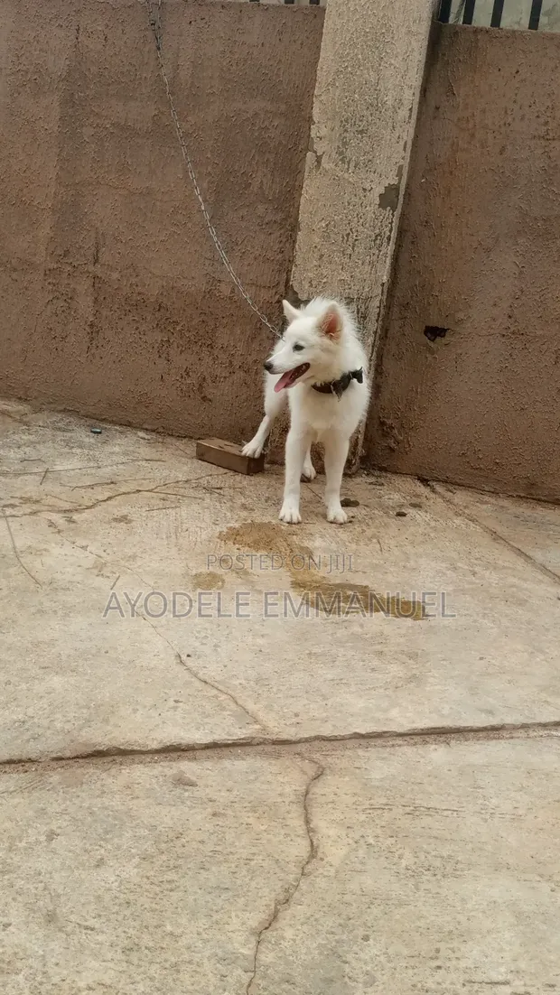 Male American Eskimo Mix, 6-12 Months - 1