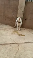 Namijin American Eskimo Gaurararren, Watan 6-12 - 1