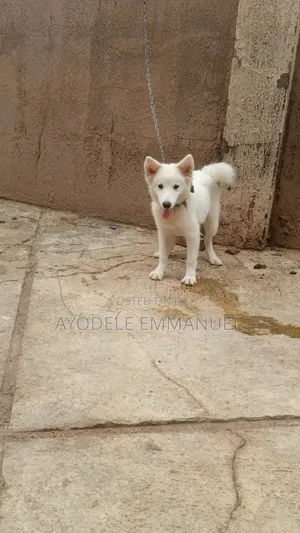 Namijin American Eskimo Gaurararren, Watan 6-12