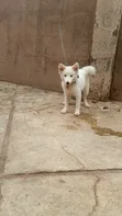 Namijin American Eskimo Gaurararren, Watan 6-12 - 2