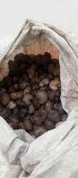 Raw Cashew Nuts - 80kg - 3