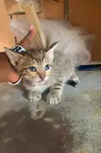 1-3 Month Female Mixed Breed Kitten - 1