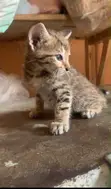 1-3 Month Female Mixed Breed Kitten - 2