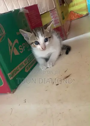 Kare Namiji Mai Wata 1-3 na Gauraye na American Shorthair