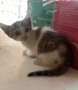 Kare Namiji Mai Wata 1-3 na Gauraye na American Shorthair - 2