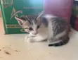 Kare Namiji Mai Wata 1-3 na Gauraye na American Shorthair - 3